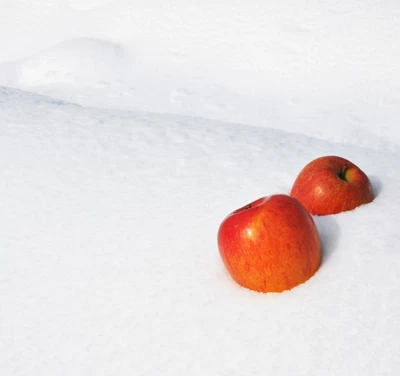【限定200箱】山形県産「雪室りんご」3kg（サイズおまかせ　小玉）