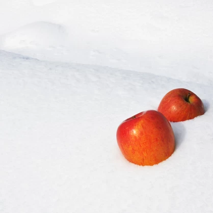 【限定200箱】山形県産「雪室りんご」3kg（サイズおまかせ　小玉）