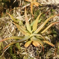 キダチアロエ乾燥葉（40g） サムネイル