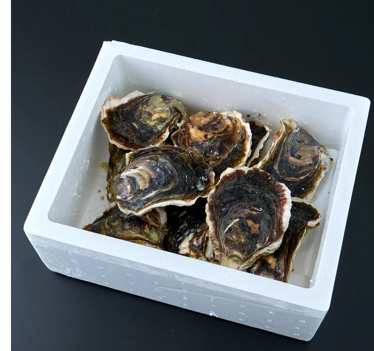 岩ガキLサイズ10個 3kg以上 ナイフ付