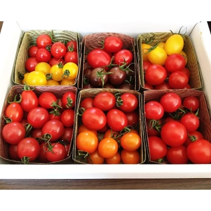 トマトの食べ比べセット(約800g)12品種バージョン