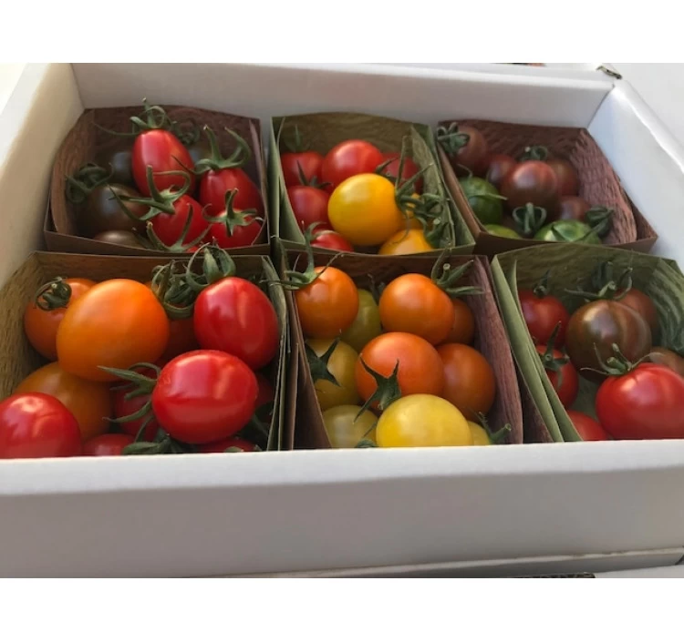 トマトの食べ比べセット(約1.6k)24品種バージョン