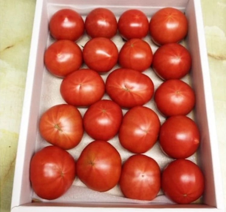 とまっくまのフルーツトマトご家庭用　約1㎏