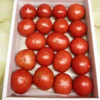 とまっくまのフルーツトマトご家庭用　約1㎏ サムネイル