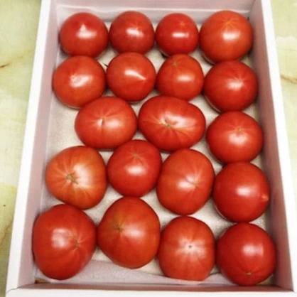 とまっくまのフルーツトマトご家庭用　約1㎏