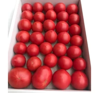 とまっくまのフルーツトマトご家庭用　約1.8キロ サムネイル