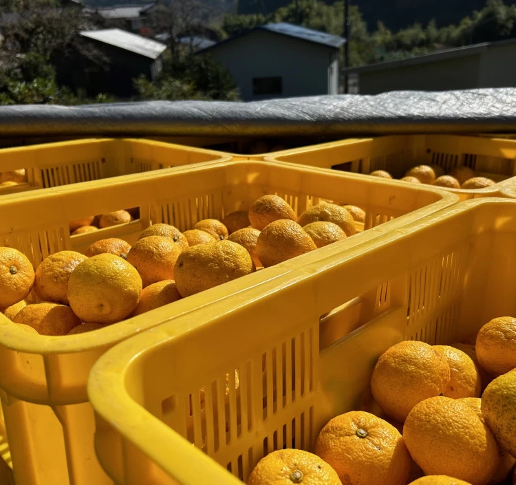 四万十山のゆず調味料セット（ギフト包装・箱入り）＞｜ドレッシングを
