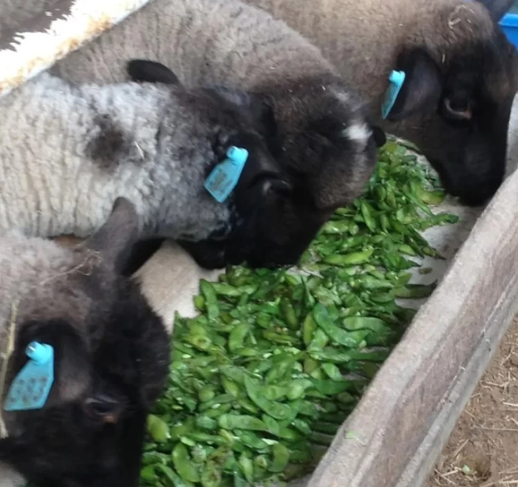 【希少部位！冷蔵発送】羽黒緬羊ヒレ（200ｇ前後）と焼肉用300ｇのセット