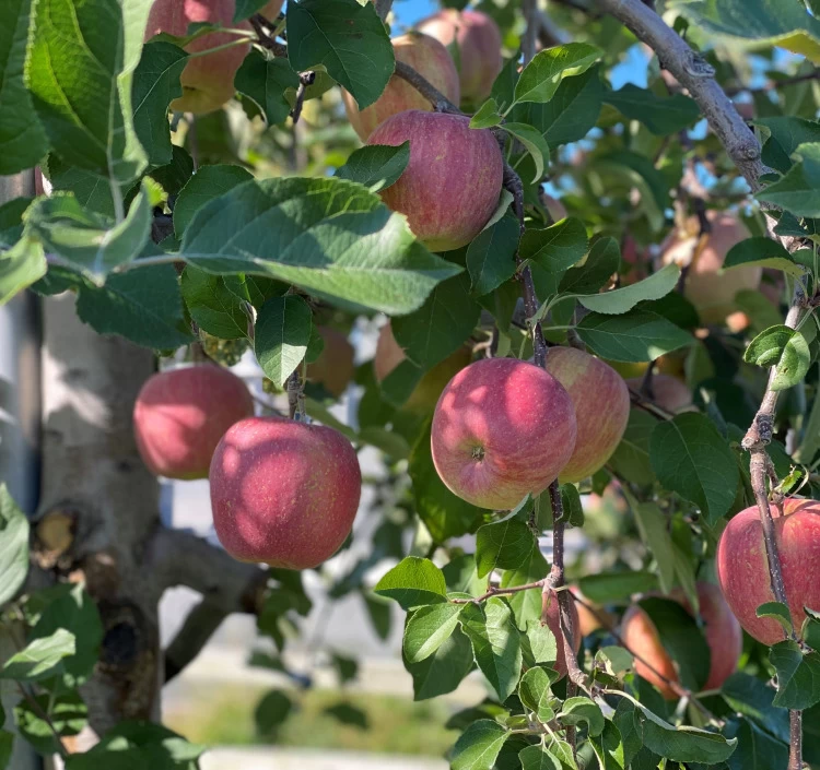 自家製アップルパイ　10個　2セット