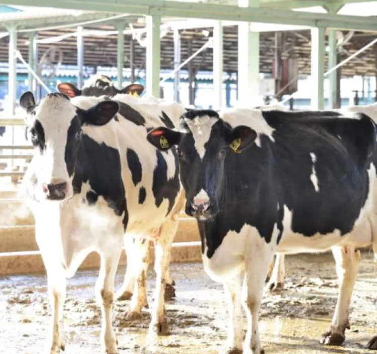 ゆきやなぎ（塩なし）