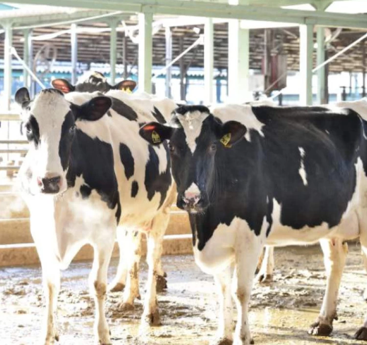 ゆきやなぎ（塩入り）