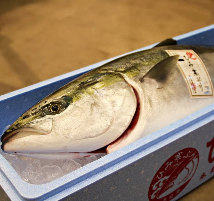 ひみ寒ぶり　刺身用（さく）
