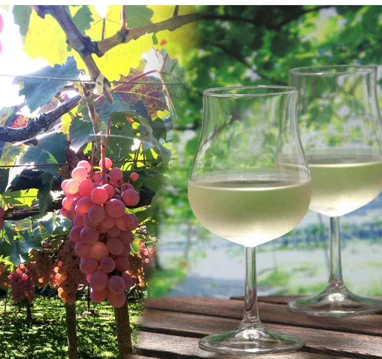 【お試し2本】2024年度･山梨クラフトワインオーナー・ワインぶどう収穫体験＆試食つき（※送料込）