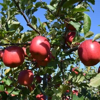 【数量限定】2024年度 安曇野りんごの木オーナー/長野・坂野農園（※サンふじ150個保証） サムネイル