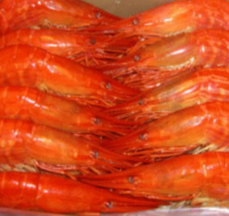 冷凍北海しまえび(特大)500g秋えび