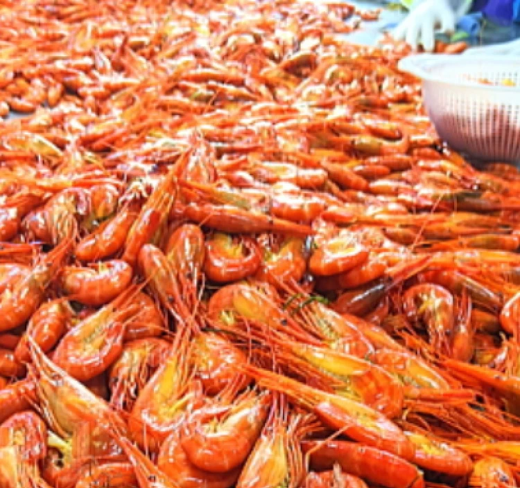 冷凍北海しまえび(大中込)800g秋えび