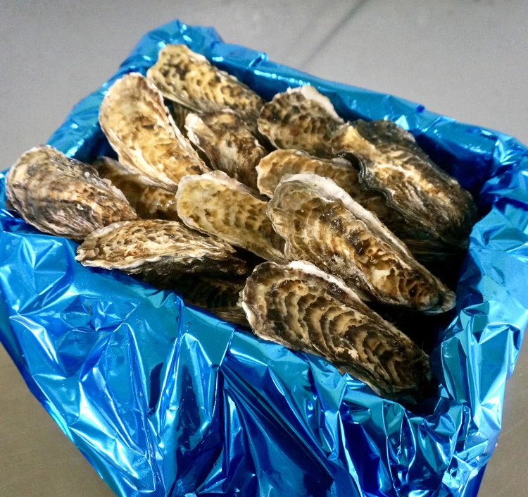 Sサイズ 小箱（約30個）｜北海道仙鳳趾産 殻付き牡蠣「昆布の森の牡蠣」