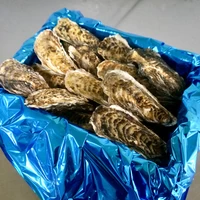 Sサイズ 小箱（約30個）｜北海道仙鳳趾産 殻付き牡蠣「昆布の森の牡蠣」 サムネイル