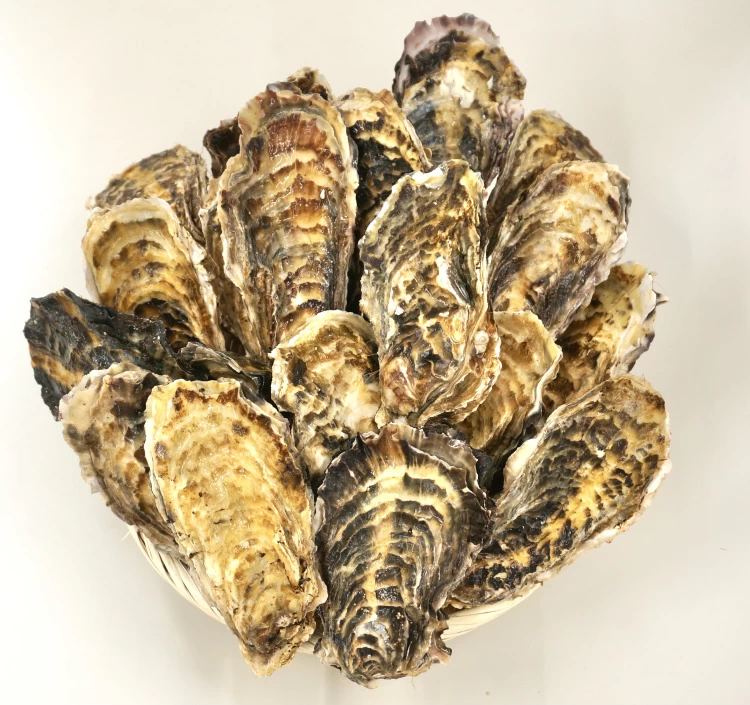 【お得】Sサイズ15個セット｜北海道仙鳳趾産 殻付き牡蠣「昆布の森の牡蠣」
