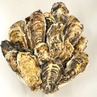 【お得】Sサイズ15個セット｜北海道仙鳳趾産 殻付き牡蠣「昆布の森の牡蠣」 サムネイル