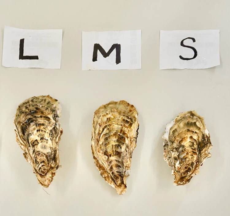 Sサイズ（100g以上／個） 大箱（約40個）｜北海道仙鳳趾産 殻付き牡蠣「昆布の森の牡蠣」