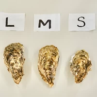 Sサイズ（100g以上／個） 大箱（約40個）｜北海道仙鳳趾産 殻付き牡蠣「昆布の森の牡蠣」 サムネイル