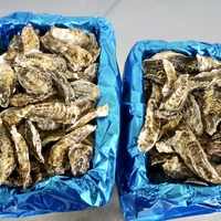 マメサイズ 小箱（約3kg）｜北海道仙鳳趾産 殻付き牡蠣「昆布の森の牡蠣」 サムネイル