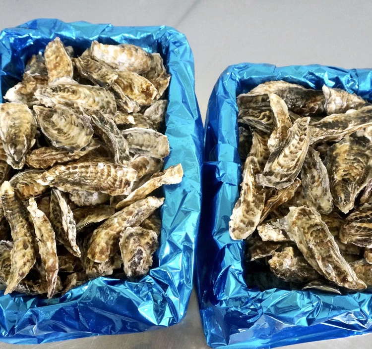 マメサイズ 大箱（約5kg）｜北海道仙鳳趾産 殻付き牡蠣「昆布の森の牡蠣」