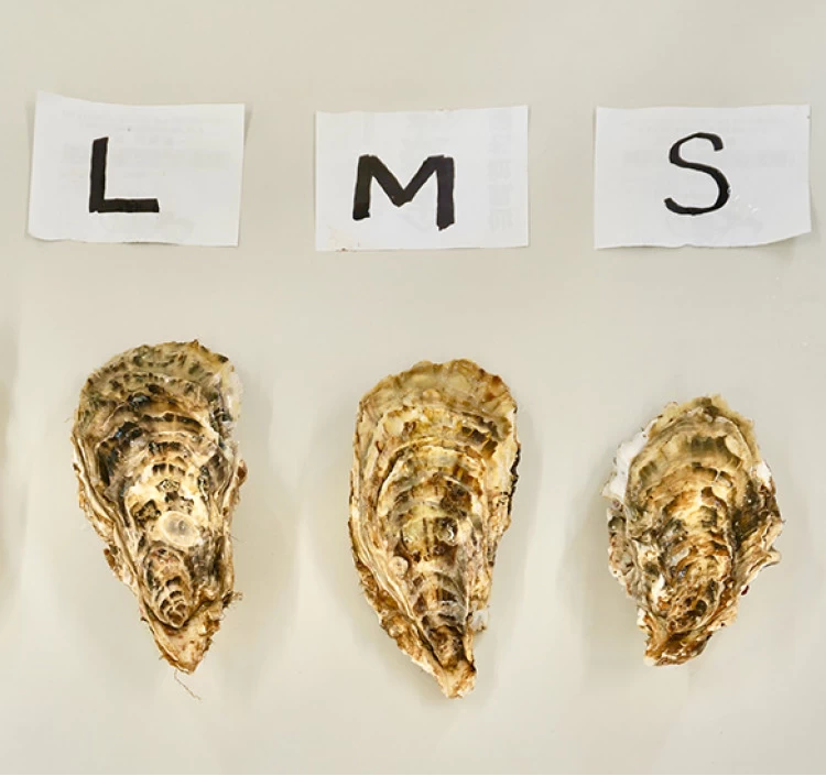 Mサイズ（150g以上／個） 小箱（約25個）｜北海道仙鳳趾産 殻付き牡蠣「昆布の森の牡蠣」