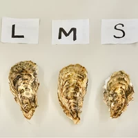 Mサイズ（150g以上／個） 小箱（約25個）｜北海道仙鳳趾産 殻付き牡蠣「昆布の森の牡蠣」 サムネイル
