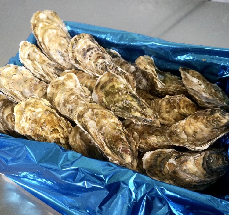 Mサイズ（150g以上／個） 大箱（約30個）｜北海道仙鳳趾産 殻付き牡蠣「昆布の森の牡蠣」