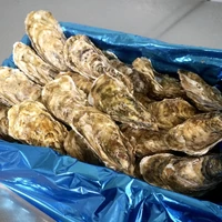 Mサイズ（150g以上／個） 大箱（約30個）｜北海道仙鳳趾産 殻付き牡蠣「昆布の森の牡蠣」 サムネイル