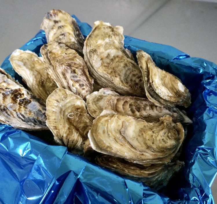 Lサイズ（200g以上／個） 小箱（約20個）｜北海道仙鳳趾産 殻付き牡蠣「昆布の森の牡蠣」