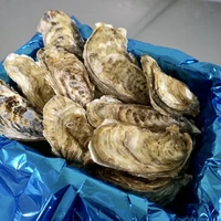 Lサイズ（200g以上／個） 小箱（約20個）｜北海道仙鳳趾産 殻付き牡蠣「昆布の森の牡蠣」 サムネイル