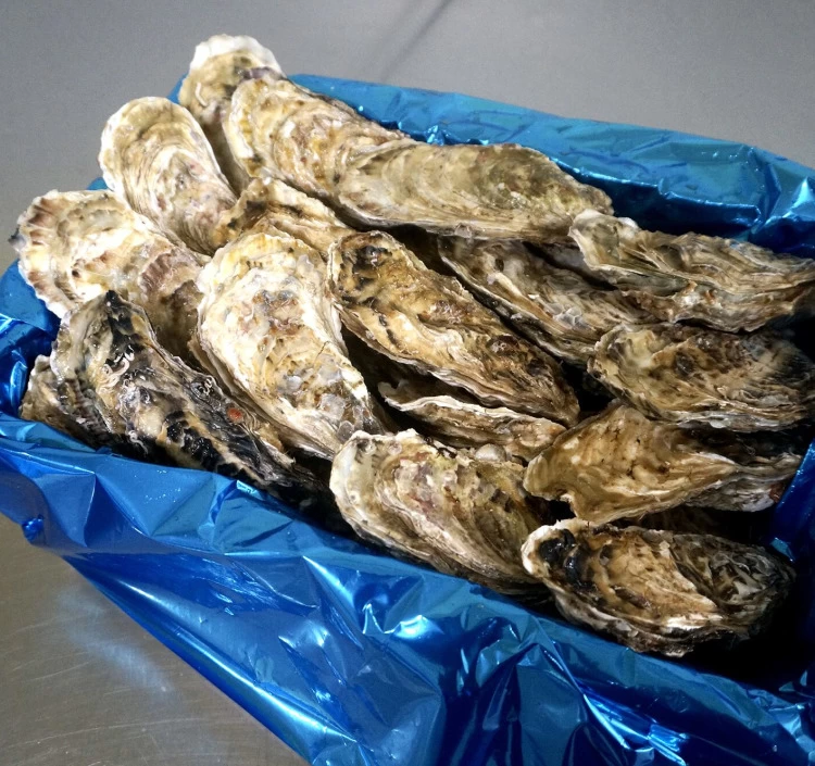 Lサイズ（200g以上／個） 大箱（約25個）｜北海道仙鳳趾産 殻付き牡蠣「昆布の森の牡蠣」