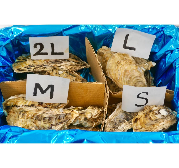 2L・L・M・S食べ比べセット大（計20個）｜北海道仙鳳趾産 殻付き牡蠣「昆布の森の牡蠣」