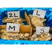 2L・L・M・S食べ比べセット大（計20個）｜北海道仙鳳趾産 殻付き牡蠣「昆布の森の牡蠣」 サムネイル