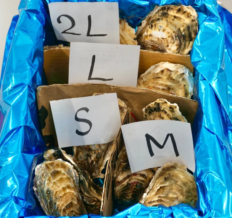 2L・L・M・S食べ比べセット（計10個）｜北海道仙鳳趾産 殻付き牡蠣「昆布の森の牡蠣」