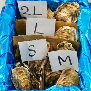 2L・L・M・S食べ比べセット（計10個）｜北海道仙鳳趾産 殻付き牡蠣「昆布の森の牡蠣」