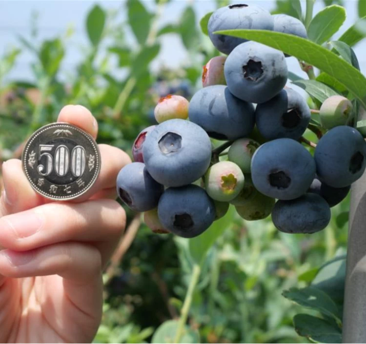 【6月より発送開始！】生ブルーベリー600g (100g×6)