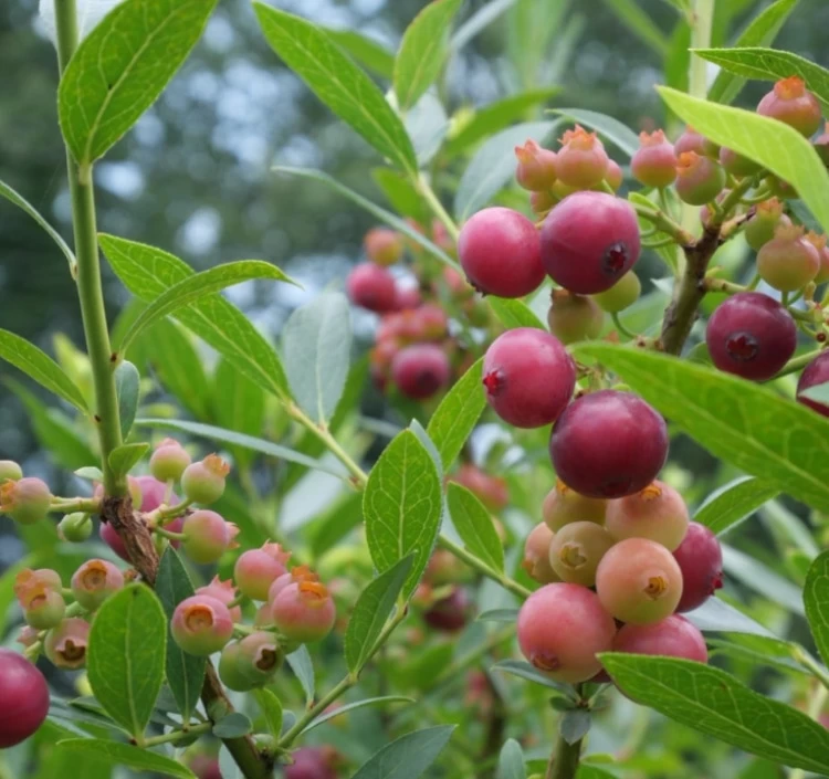 【6月より発送開始！】生ブルーベリー600g (100g×6)