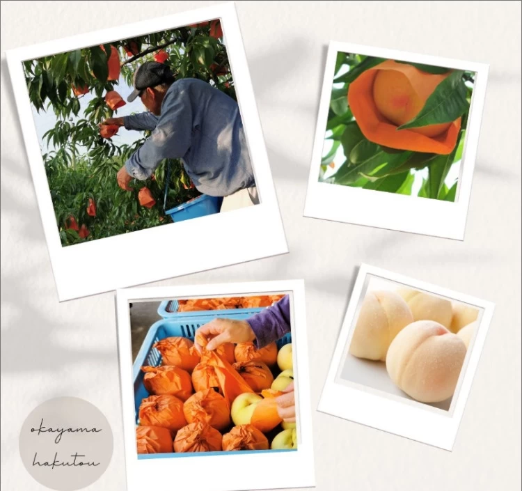 翠果撰 岡山清水白桃ドリンク 200ml×3本 化粧箱入り