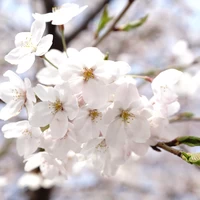 【讃岐産】桜　国産天然（生）蜂蜜300g サムネイル