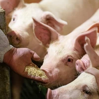 豚はストレスがなく、良質な飼料で育成されている