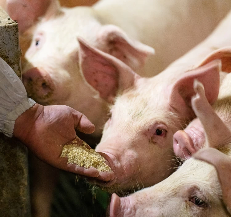 豚はストレスがなく、良質な飼料で育成されている