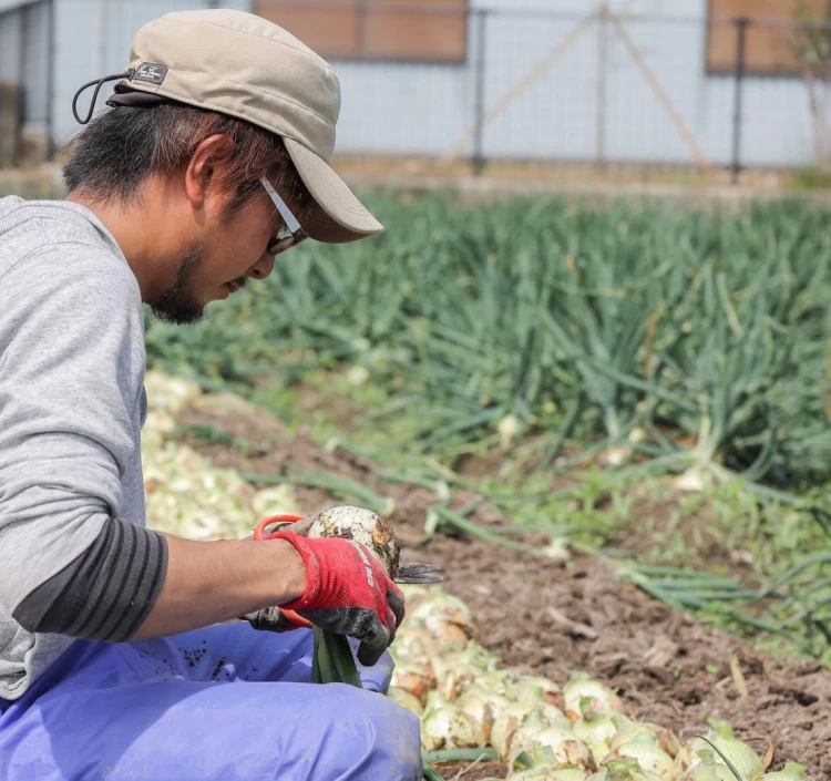 淡路島の土壌で育てられており栄養満点