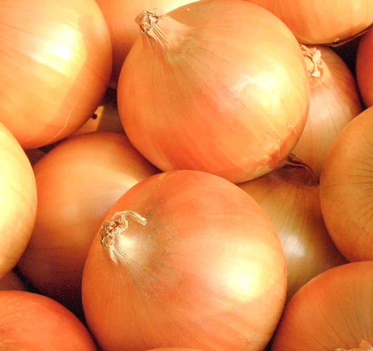 特別栽培で育てた淡路島のたまねぎ