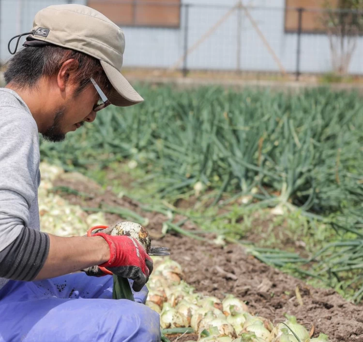 自然豊かな淡路島でのびのびと育った淡路島たまねぎ。