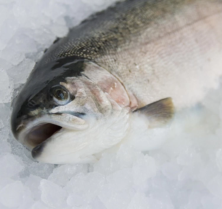 鳥取県琴浦育ちスモークサーモン（業務用）　500g