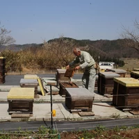 C 羽山養蜂 ギフト箱BOX（アカシア・百花蜜）  500g×1本、250g×1本 サムネイル